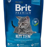 Brit Kitten