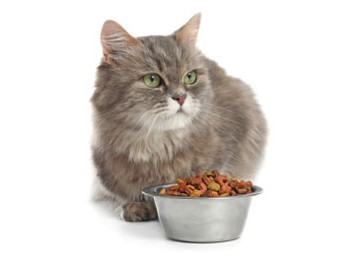 Лечебный сухой корм для кошек
